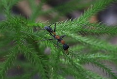 Myrmecia nigrocincta