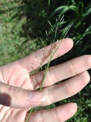 Eragrostis tenuifolia