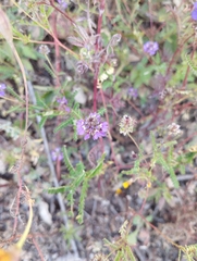 Dalea bicolor