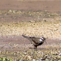 Cinclodes patagonicus