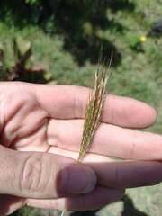 Bothriochloa pertusa