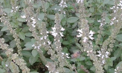 Ocimum tenuiflorum