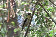 Coccothraustes abeillei