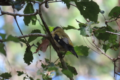 Coccothraustes abeillei