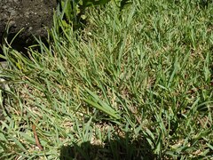 Stenotaphrum secundatum