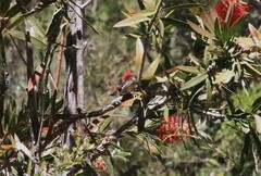 Myzomela sanguinolenta