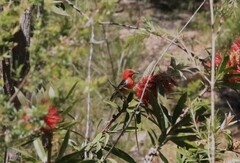 Myzomela sanguinolenta
