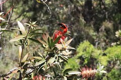 Myzomela sanguinolenta