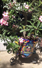 Adenium