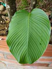 Calathea