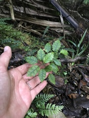 Rubus australis