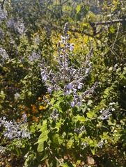 Salvia amarissima