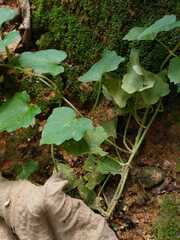 Mikania cordifolia