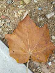Malvaceae