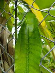 Brosimum alicastrum