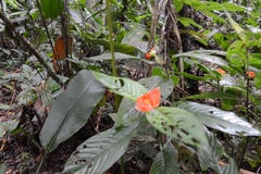 Palicourea tomentosa