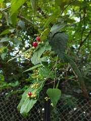 Viburnum erosum