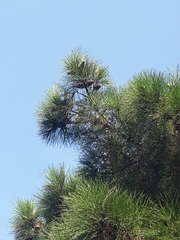 Pinus nigra