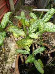 Aglaonema