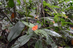 Palicourea tomentosa