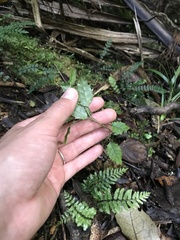 Rubus australis