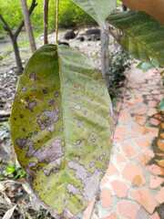 Wilsonomyces carpophilus