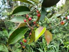 Vaccinium bracteatum