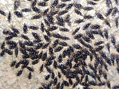 Cerastipsocus trifasciatus