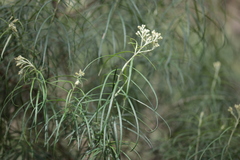 Cassinia longifolia
