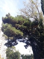 Pinus nigra