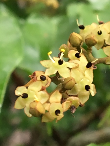 Dialium