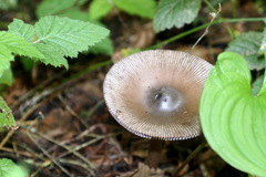 Amanita pachycolea