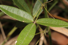 Glycine clandestina
