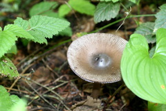 Amanita pachycolea