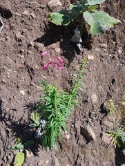 Penstemon roseus