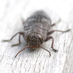 Chrysobothris adelpha