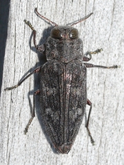Chrysobothris adelpha