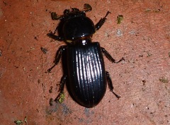 Passalus