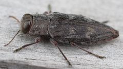 Chrysobothris adelpha