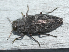 Chrysobothris adelpha