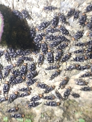 Cerastipsocus trifasciatus