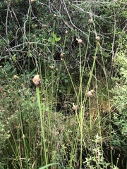 Xyris fimbriata