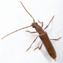 Aneflomorpha lineare