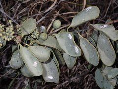Santalum ellipticum