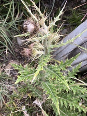 Cirsium taiwanense