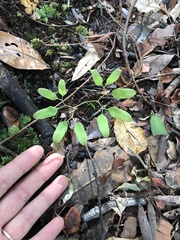Lygodium articulatum