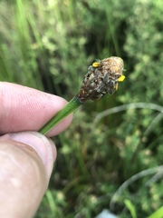 Xyris fimbriata