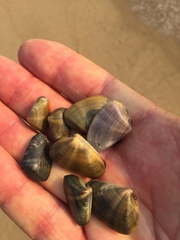 Donacidae