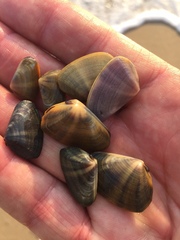 Donacidae