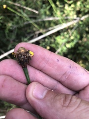 Xyris fimbriata